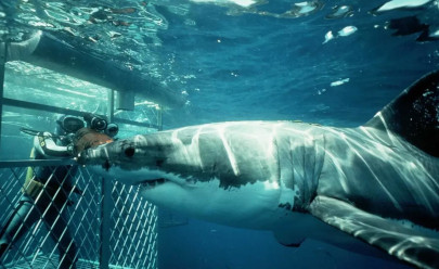 Экскурсия в Гансбай - погружение в клетке к большими белыми акулам в ЮАР